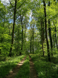 un chemin dans la forêt